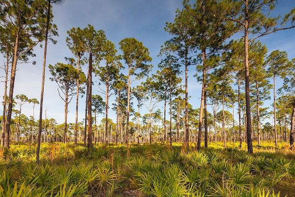 Florida pine forest is maintained by periodic-low intensity fires
